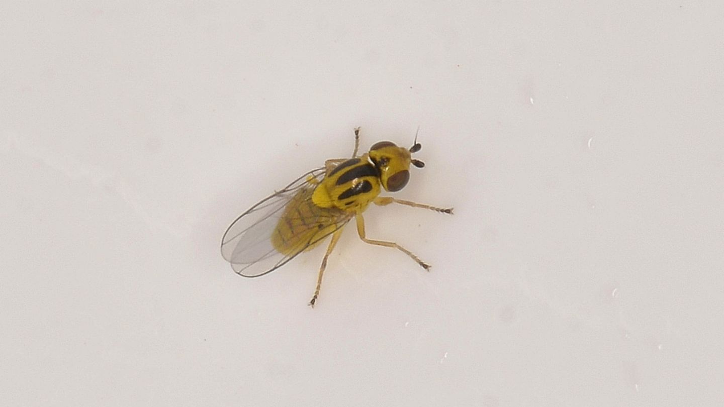 Chloropidae da id
